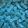 langues bleues framboise sucrées
